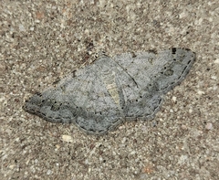 Digrammia ocellinata