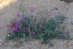 Swainsona campylantha