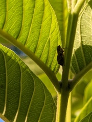 Pantomorus cervinus