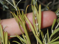 Eremophila youngii