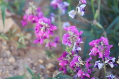 Swainsona campylantha