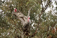 Eolophus roseicapilla