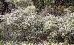 Thryptomene