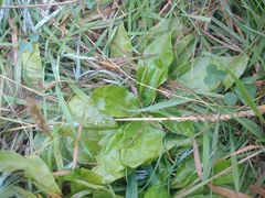 Plantago major
