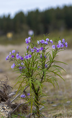 Solanum vescum