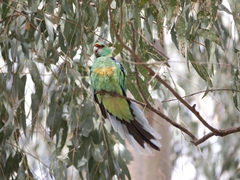 Barnardius zonarius barnardi