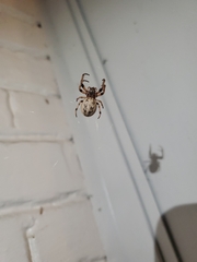 Larinioides cornutus