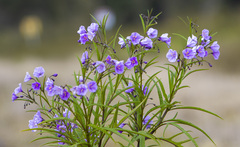 Solanum vescum