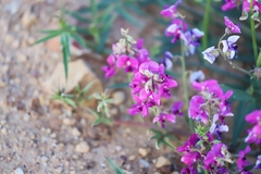 Swainsona campylantha