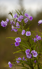 Solanum vescum