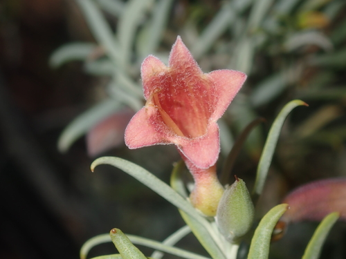 Image of Eremophila youngii by (c) Thomas Mesaglio, some rights reserved (CC BY)