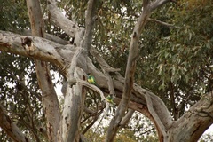 Barnardius zonarius