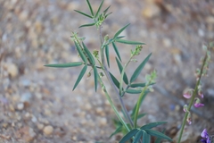 Swainsona campylantha