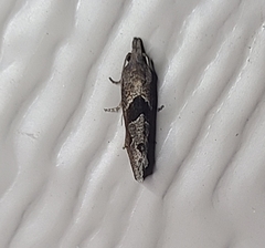 Pelochrista similiana