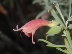 Eremophila youngii