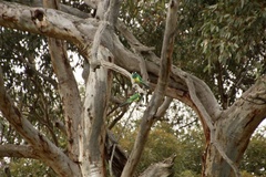 Barnardius zonarius