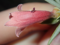 Eremophila youngii