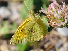 Colias christina