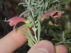 Eremophila youngii