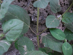 Boerhavia coccinea