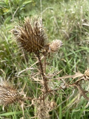 Cirsium vulgare