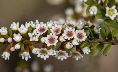 Thryptomene