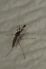 Aedes