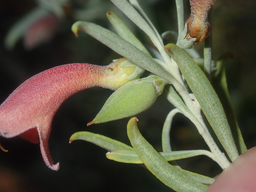 Image of Eremophila youngii by (c) Thomas Mesaglio, some rights reserved (CC BY)