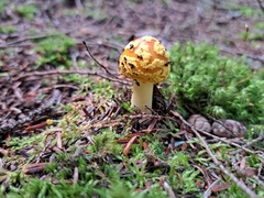 Amanita flavoconia