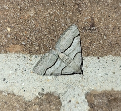 Digrammia continuata