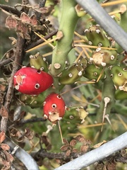 Cylindropuntia leptocaulis