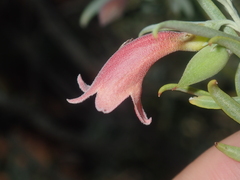 Eremophila youngii