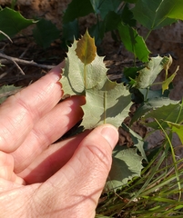 Acourtia nana