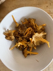 Craterellus lutescens