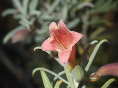 Eremophila youngii
