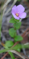 Rhexia nuttallii