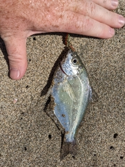 Hyperprosopon ellipticum