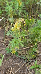 Cuscuta campestris