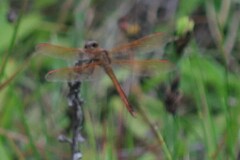Libellula auripennis