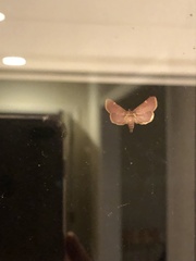 Hypsopygia