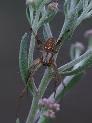 Neoscona arabesca