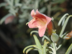 Eremophila youngii
