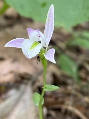 Triphora trianthophoros