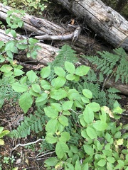 Vaccinium membranaceum