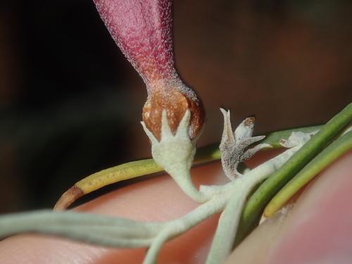 Image of Eremophila youngii by (c) Thomas Mesaglio, some rights reserved (CC BY)