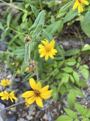 Arnica latifolia