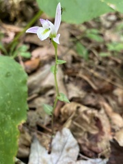 Triphora trianthophoros