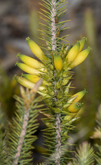 Stenanthera pinifolia