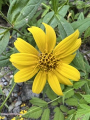 Arnica latifolia