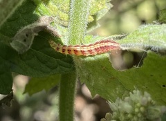 Pyrausta californicalis